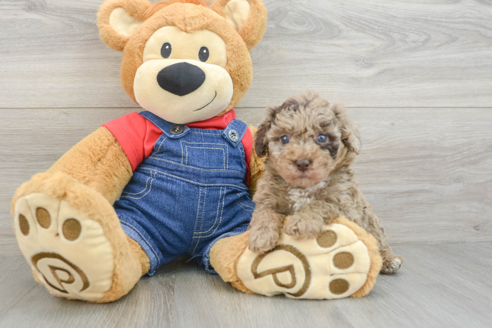 Cute Toy Poodle Purebred Puppy