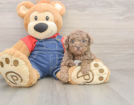 8 week old Poodle Puppy For Sale - Premier Pups