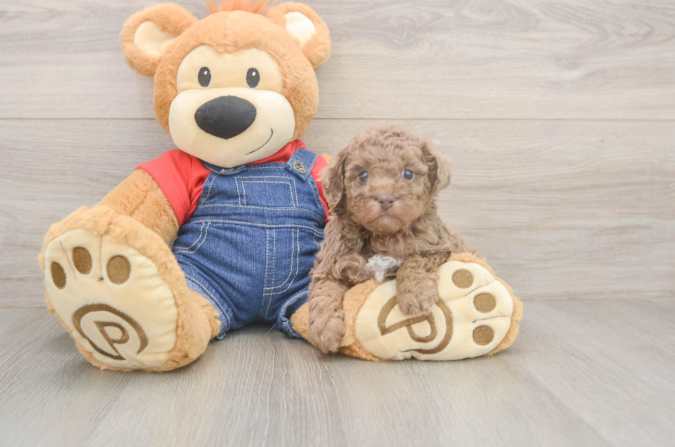 8 week old Poodle Puppy For Sale - Premier Pups