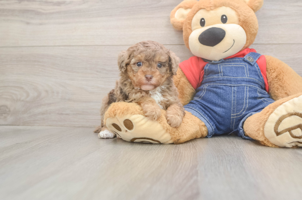 8 week old Poodle Puppy For Sale - Premier Pups