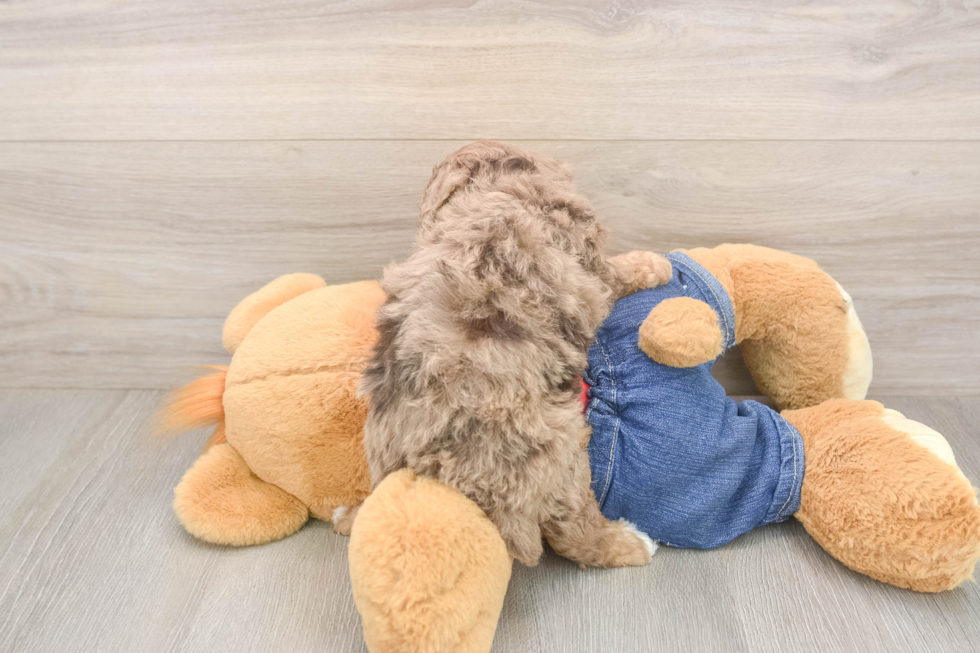 Poodle Pup Being Cute