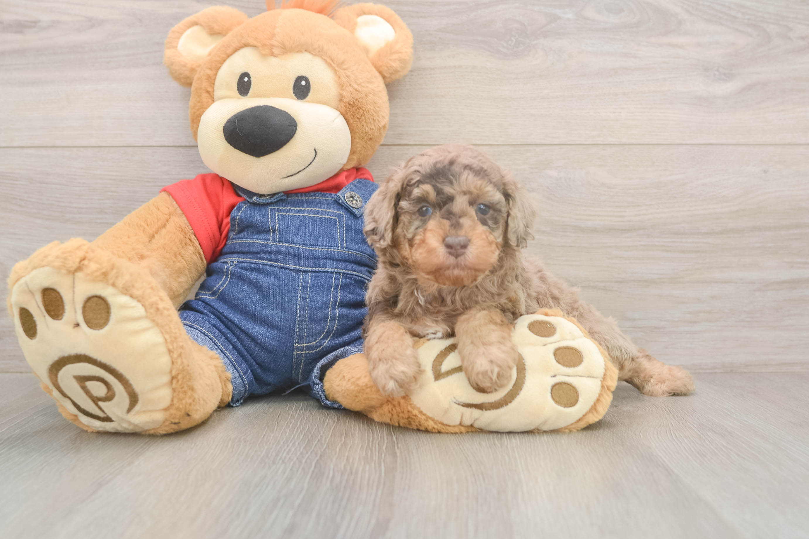 Akc Registered Poodle Baby