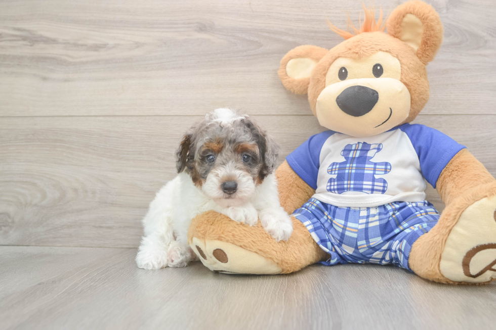 Poodle Puppy for Adoption