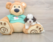 6 week old Poodle Puppy For Sale - Premier Pups