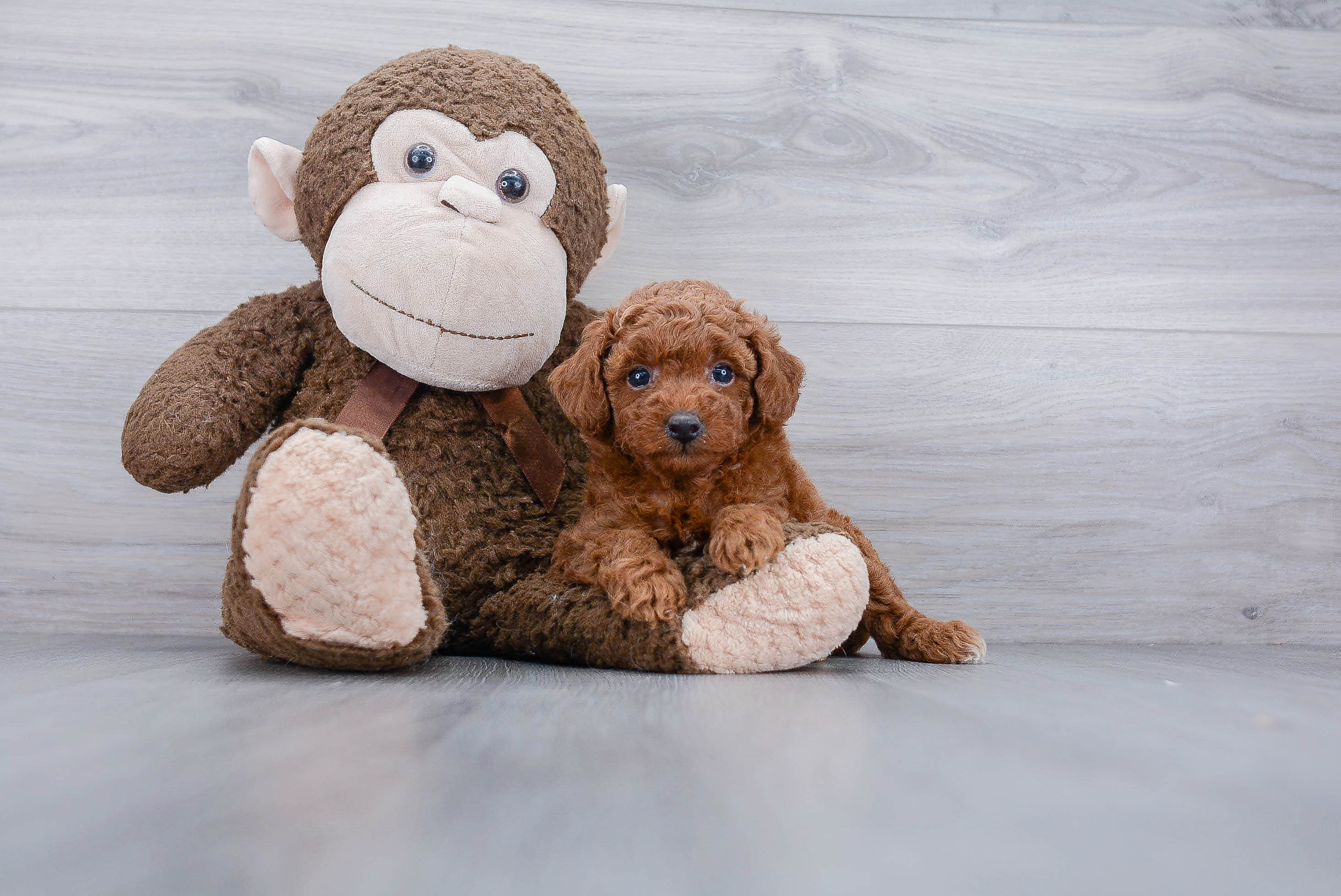 Little Poodle Purebred Pup