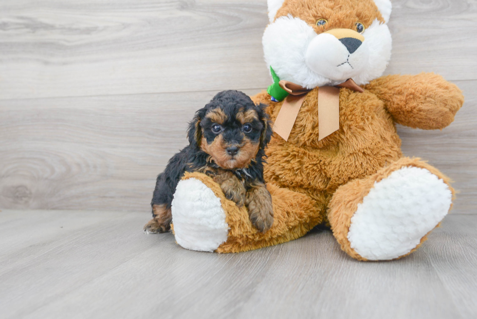 Poodle Puppy for Adoption