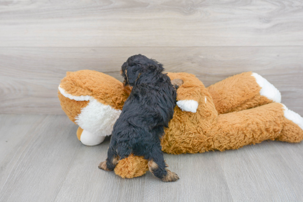 Hypoallergenic Poodle Baby