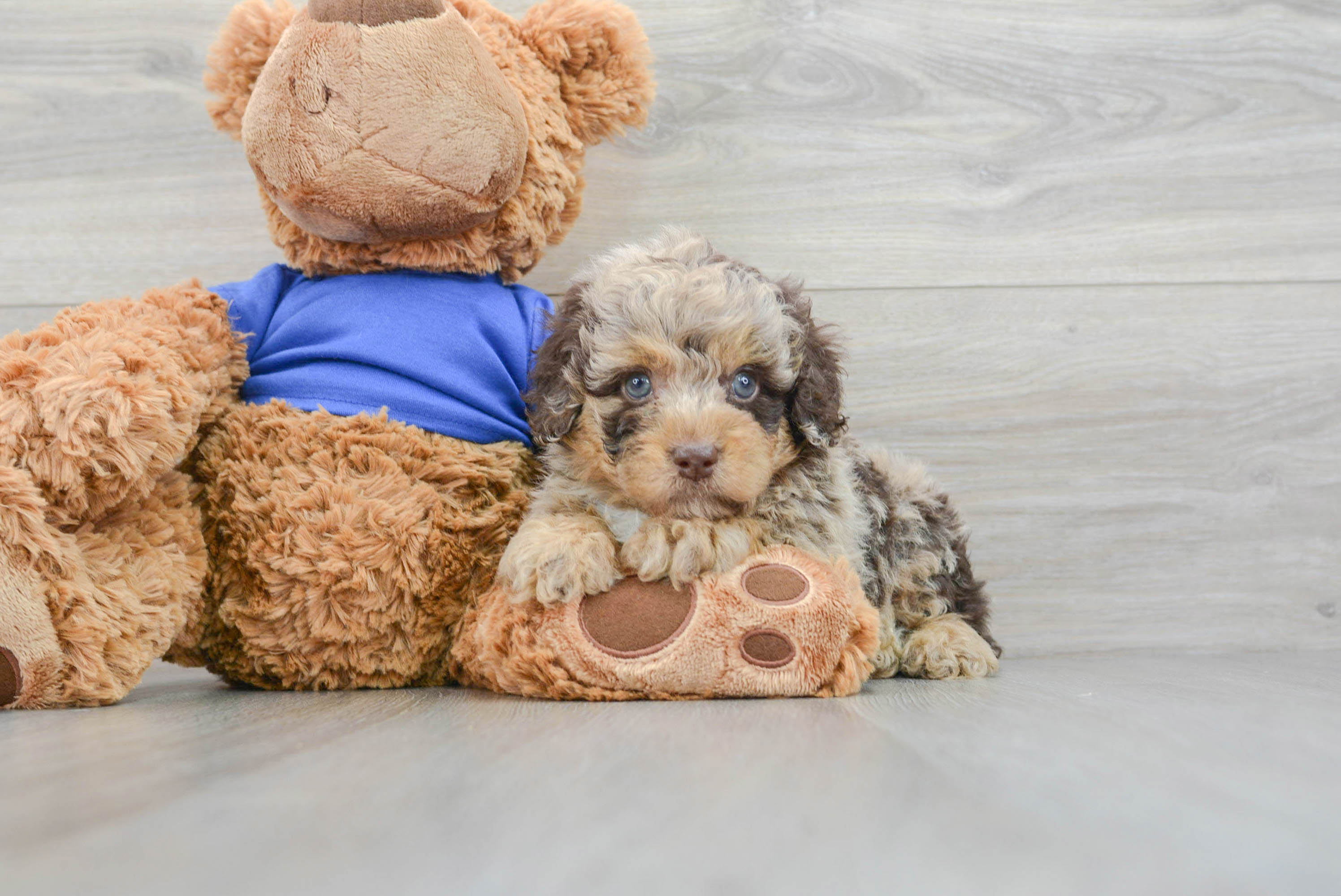 Poodle Puppy for Adoption