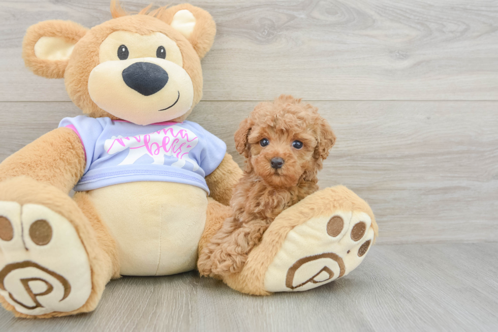 Poodle Puppy for Adoption