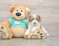 6 week old Poodle Puppy For Sale - Premier Pups