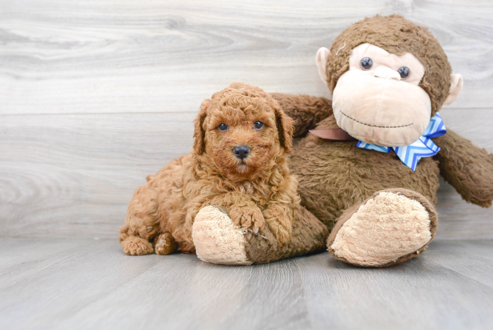 Poodle Puppy for Adoption