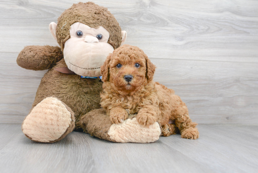 Akc Registered Poodle Purebred Pup