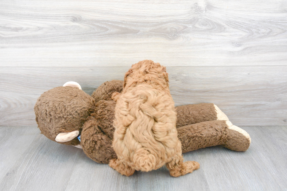 Friendly Poodle Baby