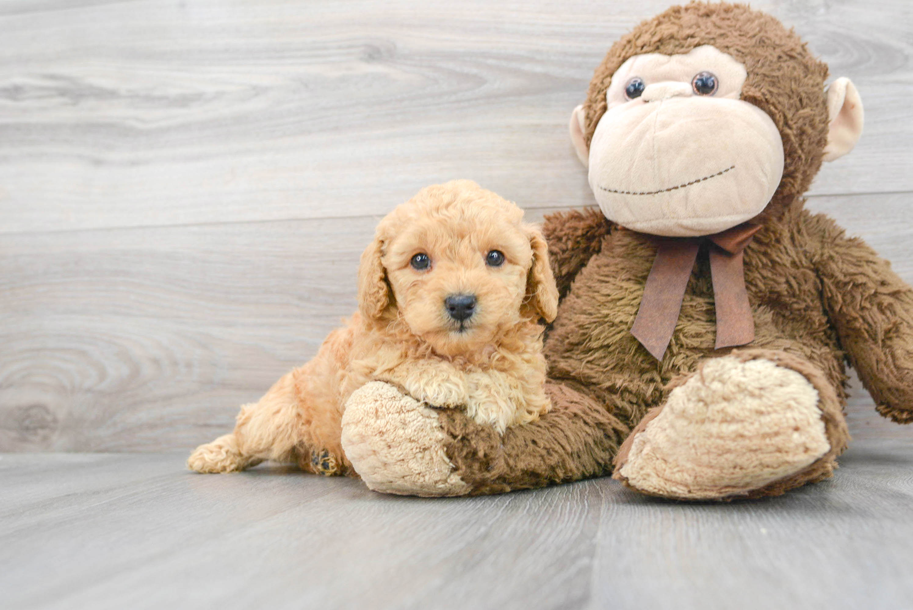 Poodle Pup Being Cute
