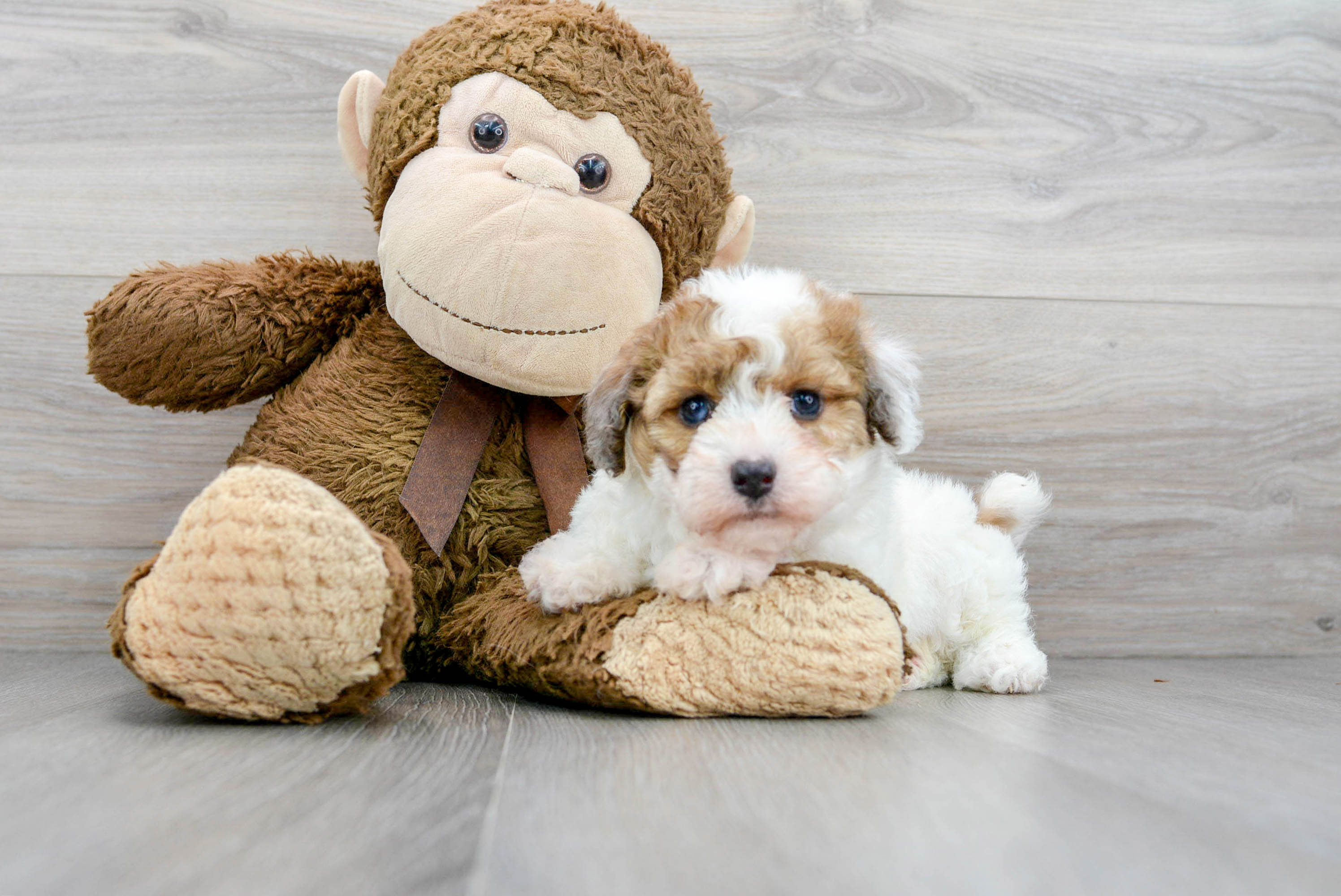 Poodle Puppy for Adoption