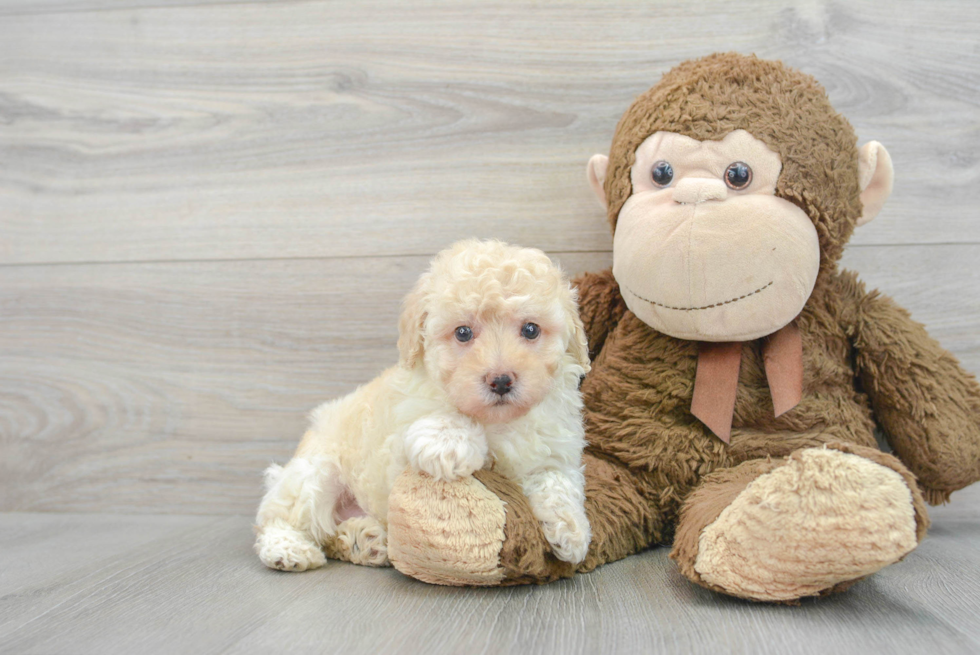 Best Poodle Baby