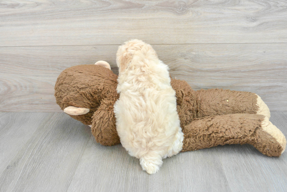 Akc Registered Poodle Baby