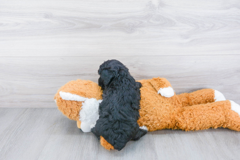 Hypoallergenic Poodle Purebred Pup