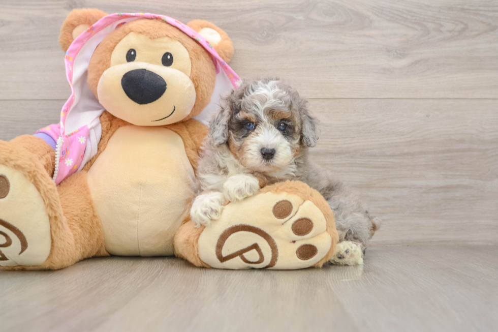 Poodle Puppy for Adoption