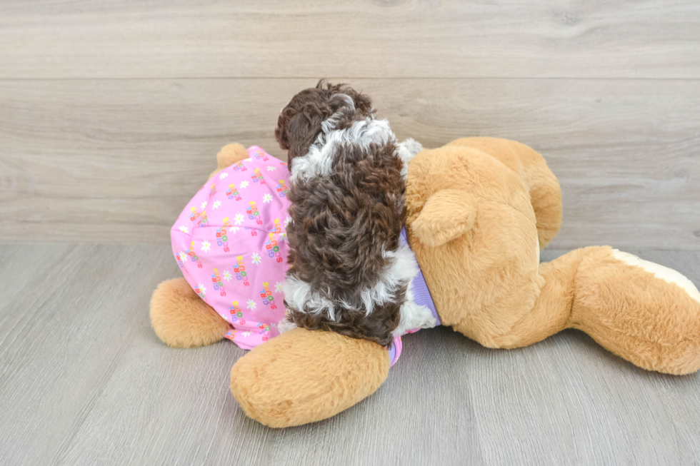 Poodle Pup Being Cute