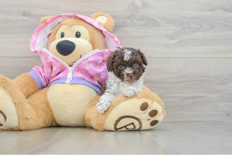 Poodle Puppy for Adoption