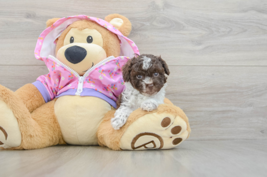 Poodle Puppy for Adoption