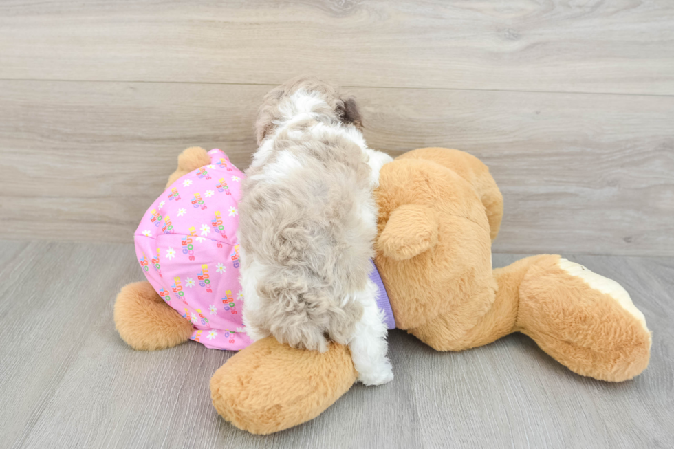 Playful Poodle Purebred Pup