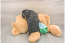 Poodle Pup Being Cute