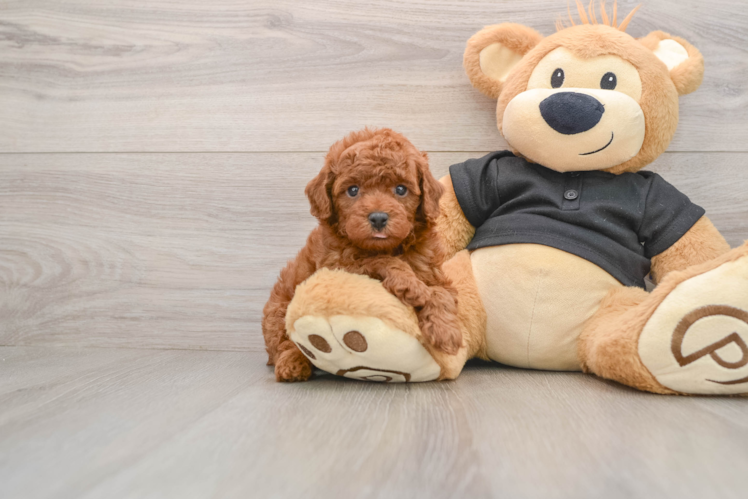 Poodle Puppy for Adoption