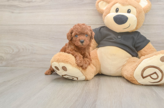 Friendly Poodle Purebred Pup