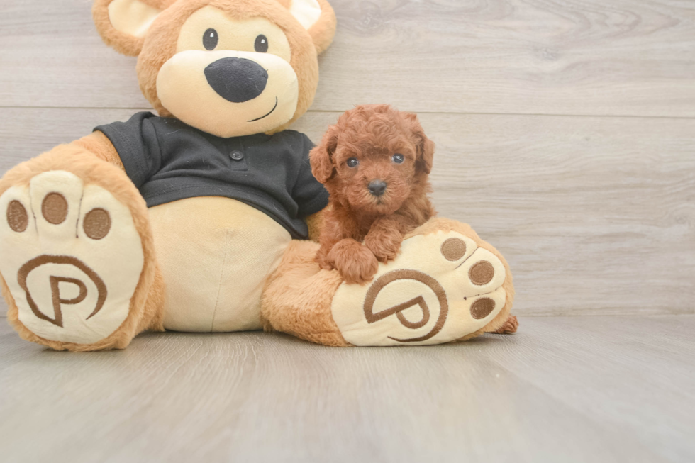 Popular Poodle Purebred Pup