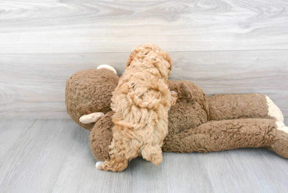 Energetic Pudle Purebred Puppy