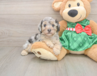 7 week old Poodle Puppy For Sale - Premier Pups