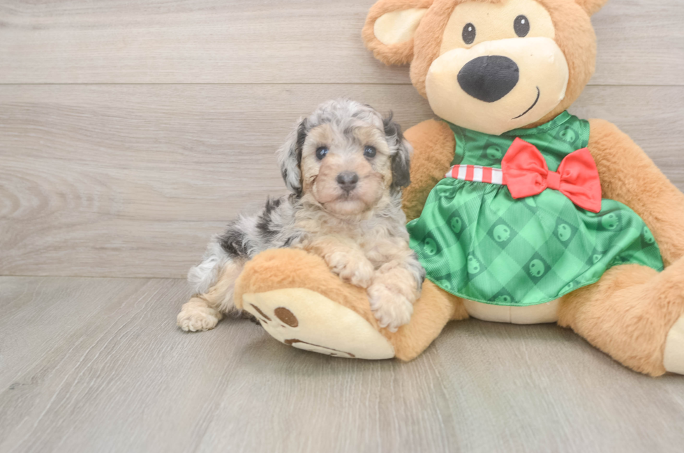 7 week old Poodle Puppy For Sale - Premier Pups