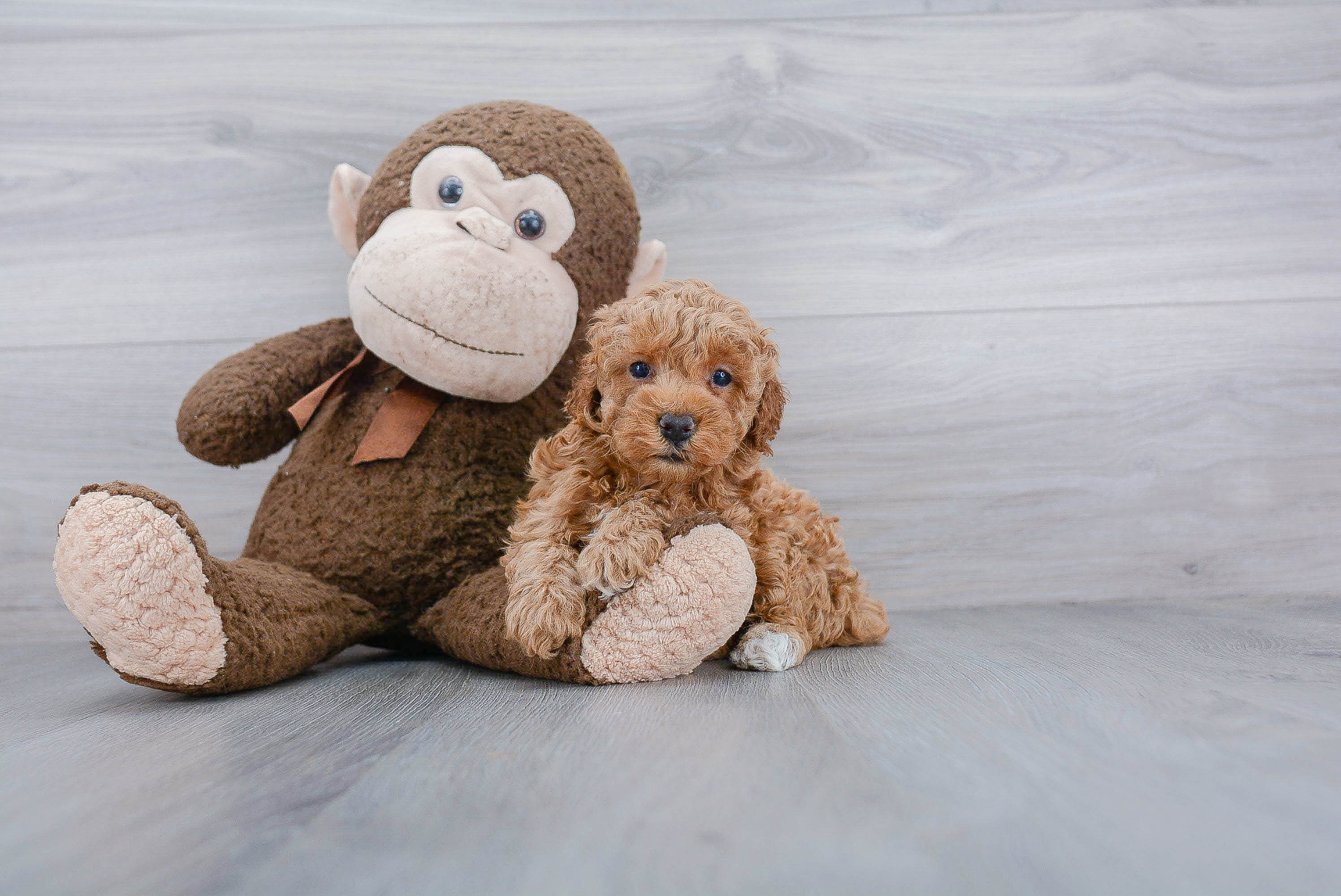Adorable Pudle Purebred Puppy