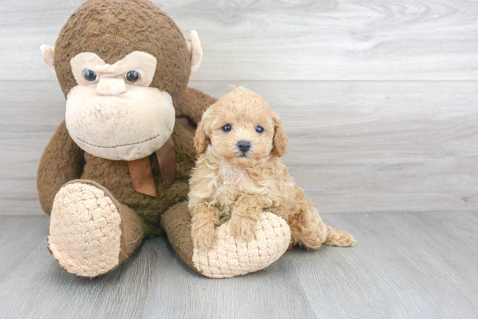Petite Pudle Purebred Puppy