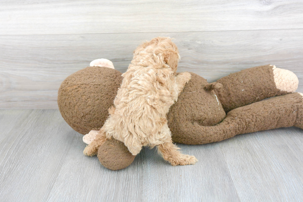 Cute Pudle Purebred Puppy