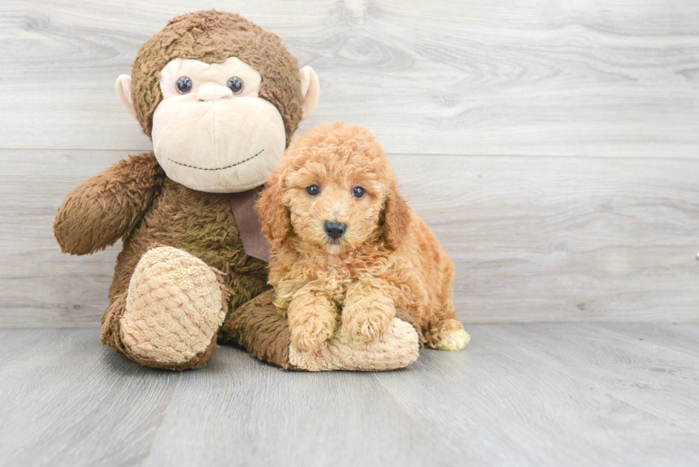 Petite Pudle Purebred Puppy