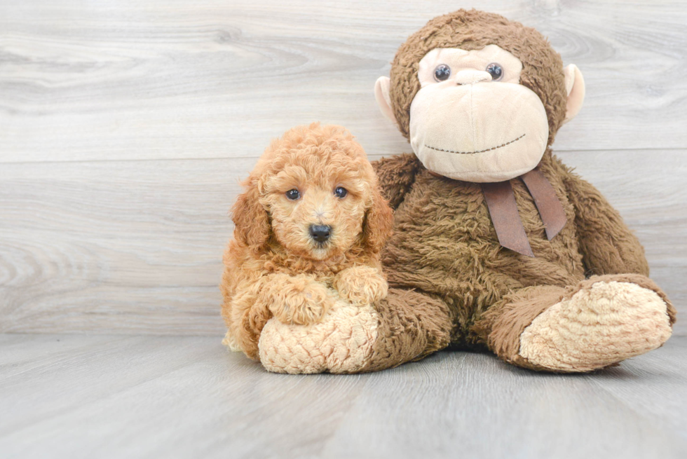 Playful Poodle Purebred Pup