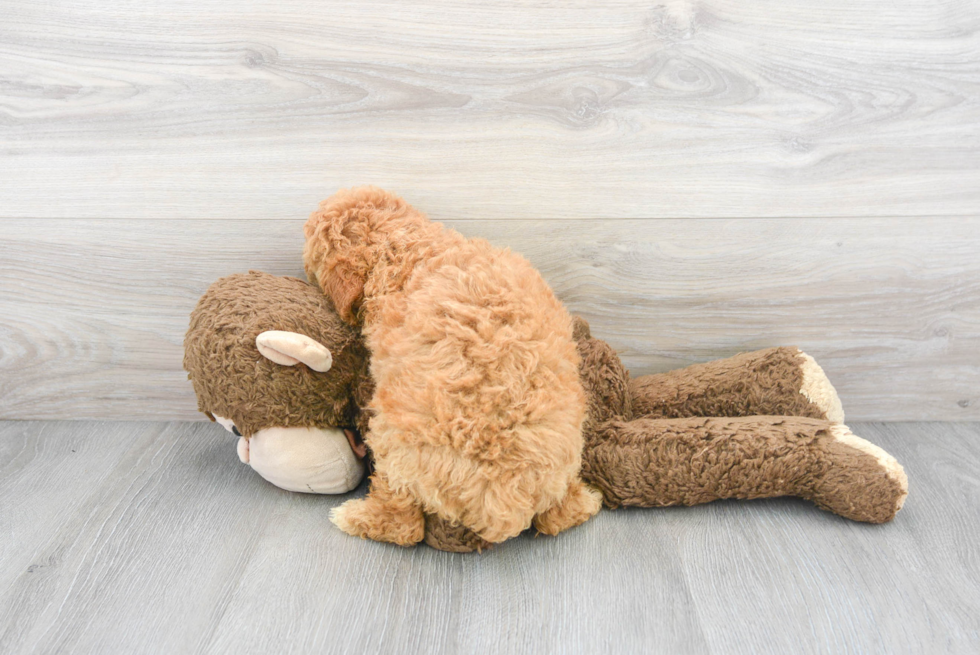 Cute Pudle Purebred Puppy