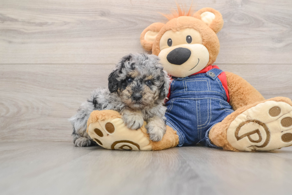 Poodle Puppy for Adoption