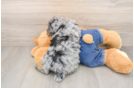 Hypoallergenic Poodle Baby
