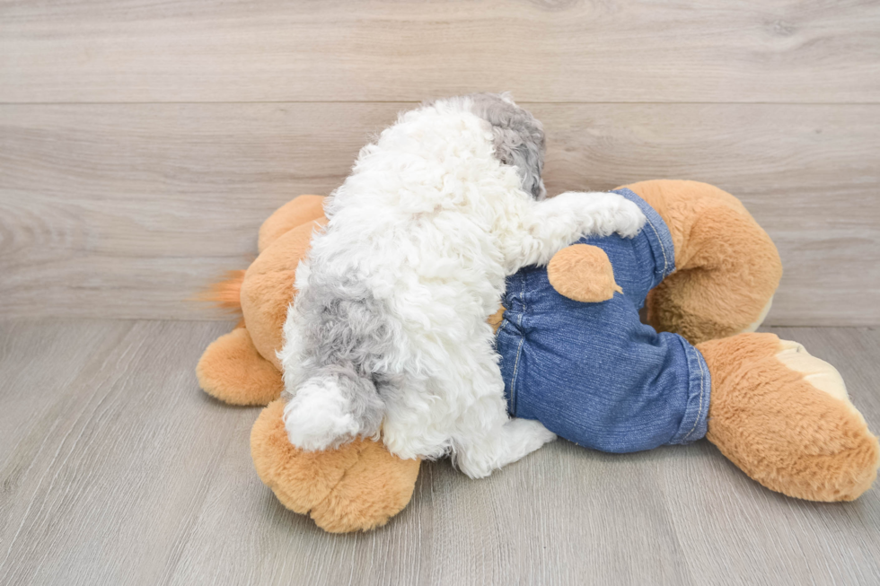Happy Toy Poodle Purebred Puppy