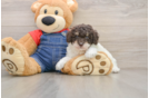 Fluffy Pooodle Purebred Puppy