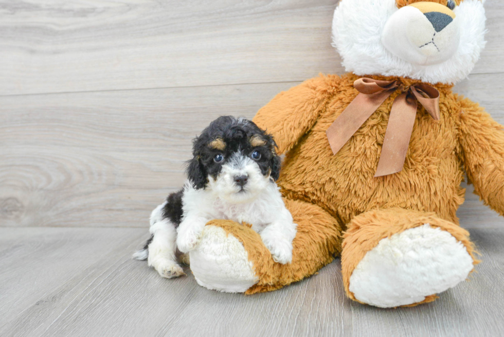 Friendly Poodle Purebred Pup