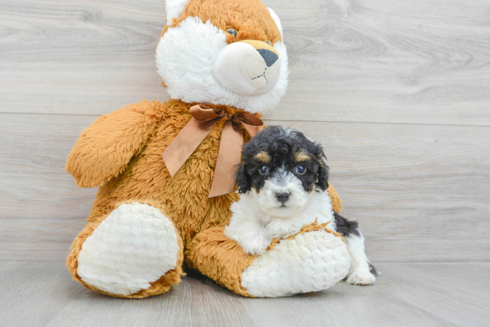 Energetic Pudle Purebred Puppy