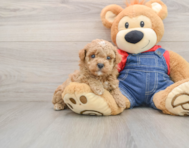 7 week old Poodle Puppy For Sale - Premier Pups