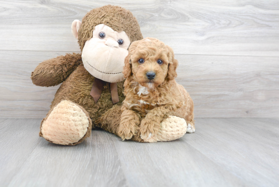 Smart Pudle Purebred Puppy