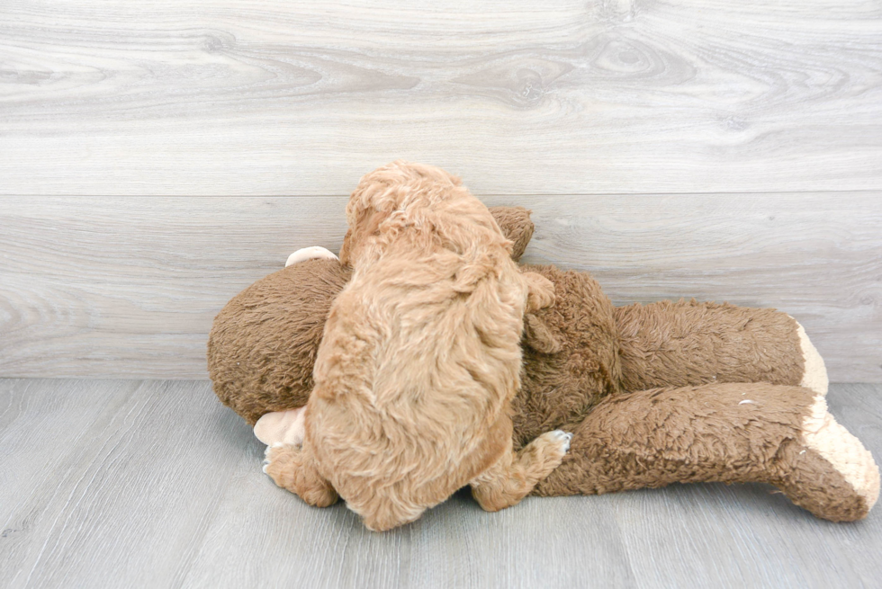 Poodle Pup Being Cute