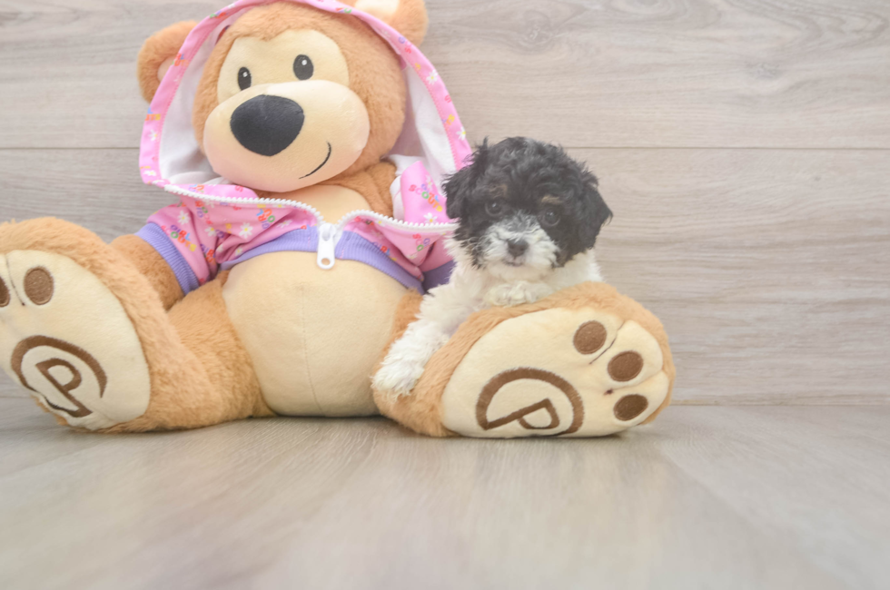 6 week old Poodle Puppy For Sale - Premier Pups